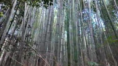 Japonya, Arashiyama 'daki Bambu Ormanı' nda Ters Perspektif Yürüyüşü. Yüksek kalite 4k görüntü