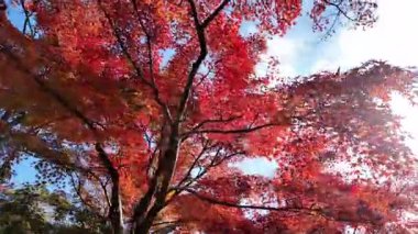 Japon akçaağaç yaprakları sonbaharda kıpkırmızı olur. Yüksek kalite 4k görüntü