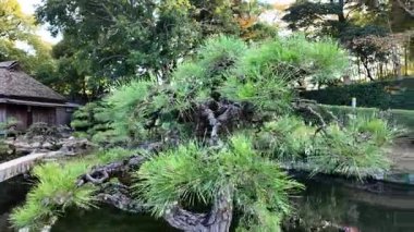 Japonya 'da renkli akçaağaç ağaçlarıyla dolu canlı bir sonbahar parkı. Yüksek kalite 4k görüntü