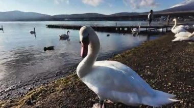 Gün batımında suda kuğular. Yüksek kalite 4k görüntü