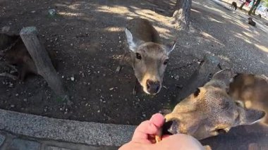 Japonya, Nara Park 'ta POV Besleme Geyiği. Yüksek kalite 4k görüntü