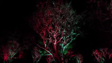 Osaka 'daki Takım Laboratuvarında Aydınlatılmış Ağaçlar. Yüksek kalite 4k görüntü