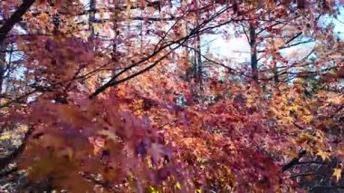 Sonbahar Japonya 'sında Renkli Akçaağaç Yaprakları. Yüksek kalite 4k görüntü