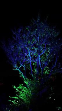 Osaka 'daki Takım Laboratuvarında Aydınlatılmış Ağaçlar. Yüksek kalite 4k görüntü