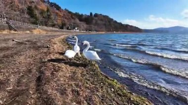 Gün batımında suda kuğular. Yüksek kalite 4k görüntü