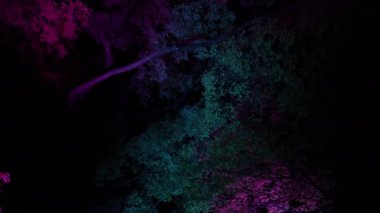 Osaka 'daki Takım Laboratuvarında Aydınlatılmış Ağaçlar. Yüksek kalite 4k görüntü