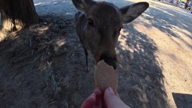 Japonya, Nara Park 'ta POV Besleme Geyiği. Yüksek kalite 4k görüntü