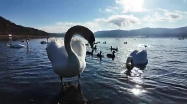 Gün batımında suda kuğular. Yüksek kalite 4k görüntü