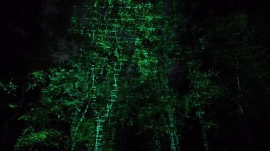 Osaka 'daki Takım Laboratuvarında Aydınlatılmış Ağaçlar. Yüksek kalite 4k görüntü