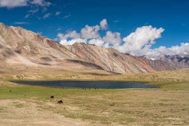 Yaz mevsiminde Penzi la Pass 'ın güzel manzarası, Ladakh bölgesinde Zanskar vadisi, Kuzey Hindistan, Asya