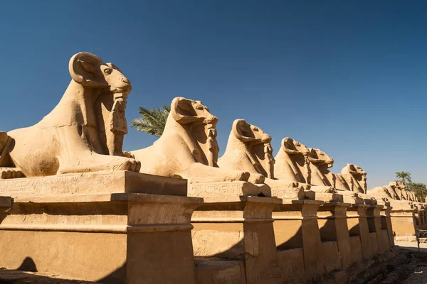 Kozí Socha Chrámu Karnak Největší Chrám Světě Luxor City Upper Stock Fotografie