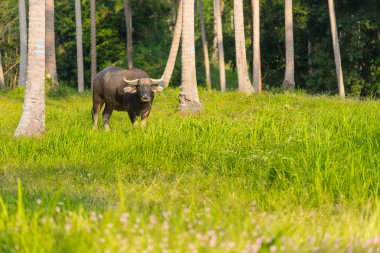 Siyah Buffalo'da Samui Adası
