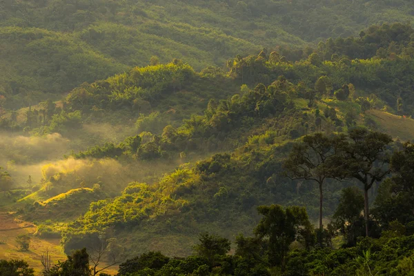 Paysage de forêt sur colline — Photo