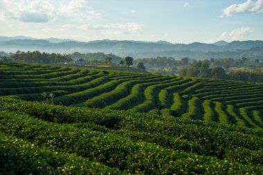 Tepe üzerinde çay alanı