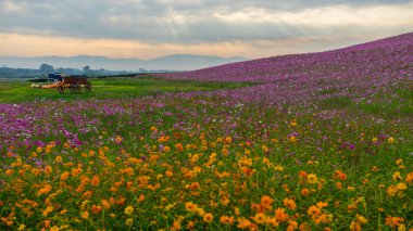 Cosmos çiçek alanı