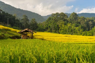 Küçük sığınma evinde Mae Klang Luang pirinç Teras