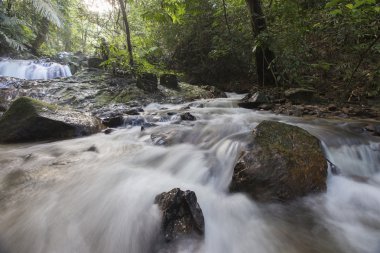 şelale yemyeşil yağmur ormanları içinde. 