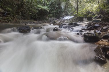 şelale yemyeşil yağmur ormanları içinde. 