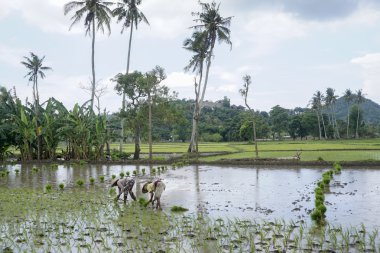 Çiftçi çeltik alan, lombok, Endonezya