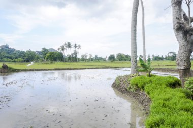 Çiftçi çeltik alan, lombok, Endonezya