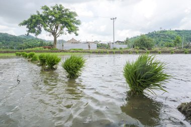 Paddy alan Lombok adlı.