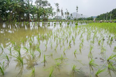 Paddy alan Lombok adlı.