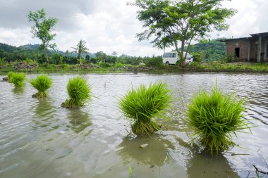 Paddy alan Lombok adlı.