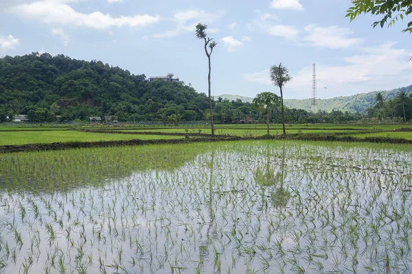 Ladang Padi Lombok — Stok Foto