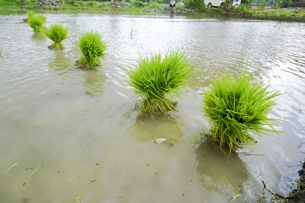 Campo Arroz Lombok — Foto de Stock