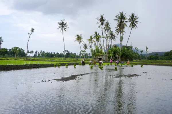 Рисові поля на острові Lombok. — стокове фото