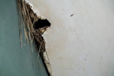 Binanın çatısından su sızıyor. Duvarların onarımı ve geliştirilmesi. Sel suyundan çürüyor. Evin çatısında sızdıran ıslak alçı var. Duvardaki kırık su sızıntısı. Ev inşa koruma kavramı.