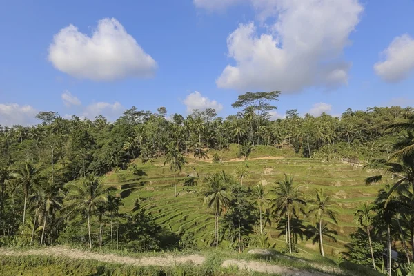 Schilderachtig uitzicht op de rijstvelden in Tengalalang, Ubud, Bali. — Stockfoto