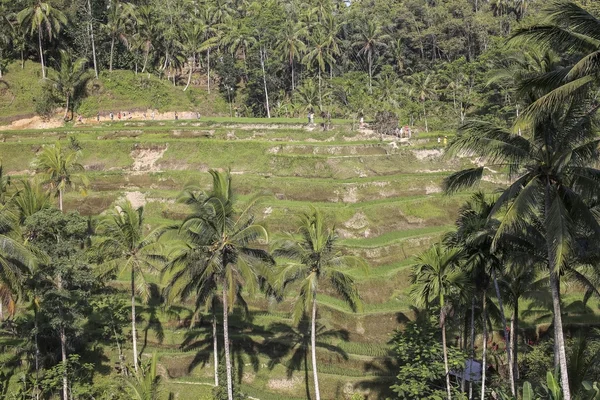 Schilderachtig uitzicht op de rijstvelden in Tengalalang, Ubud, Bali. — Stockfoto