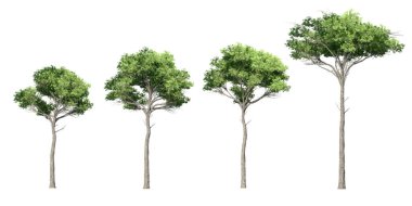 Beyaz arkaplanda izole edilmiş 3 boyutlu Güzel Ağaçlar Koleksiyonu 