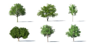 Beyaz arkaplanda gölgeli üç boyutlu güzel ağaçlar. 