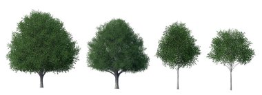 Koleksiyon Beyaz zemin üzerinde tecrit edilmiş 3 boyutlu Güzel Ağaçlar 