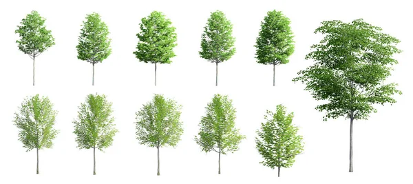 Collection Beautiful Trees Isolated White Background — Stock Photo, Image
