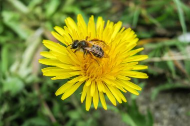 Bir karahindibanın üzerinde oturan arıyı yakından çek.