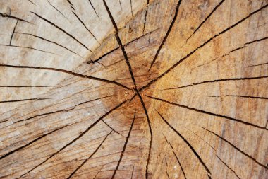 Çapraz kesitte ağaç ve çizgileri kes