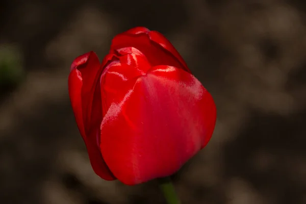 Primo Piano Bel Fiore Tulipano Rosso — Foto Stock
