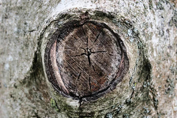 Textura Árvore Cortada Floresta — Fotografia de Stock