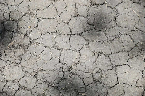 Textura Tierra Seca Agrietada Sombra Los Árboles — Foto de Stock