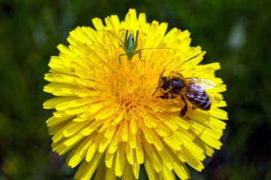 Sarı karahindiba ve bir çiçekte arı