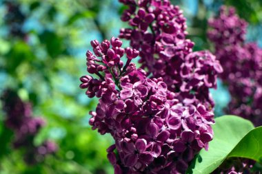 Bahçede mor kırmızı leylak