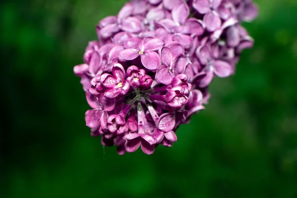 Purple red lilac in the garden