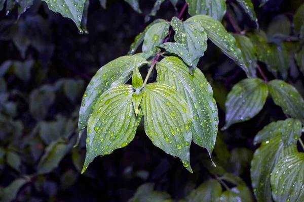 花园里雨后的绿叶 — 图库照片