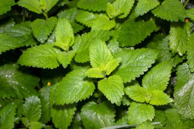 Yağmurdan sonra bahçede bir çalılığın yeşil yaprakları