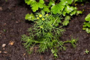 Yağmurdan sonra bahçede bir çalılığın yeşil yaprakları