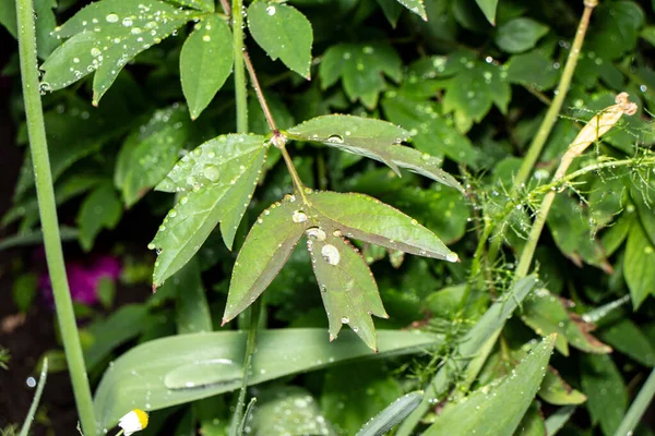 Зеленые Листья Куста Саду После Дождя — стоковое фото
