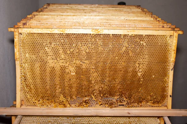 Empty bee frame without honey